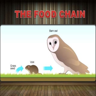 Food chain