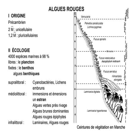 ppt Algues rouges.ppt
