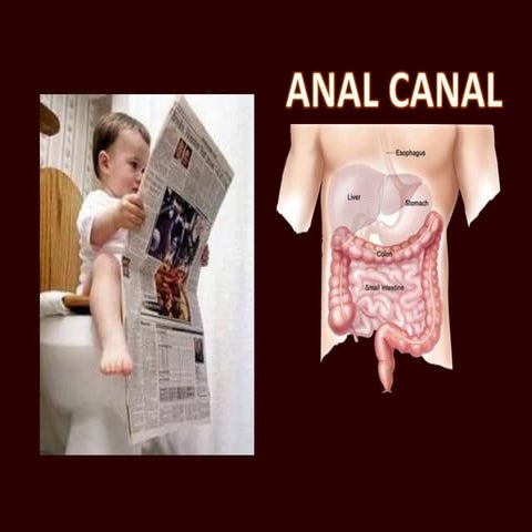 Anatomy of anal canal