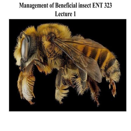 Introduction to bees and beekeeping | PPTX