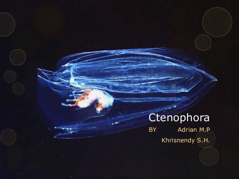 4400 Koleksi Contoh Gambar Hewan Cnidaria HD