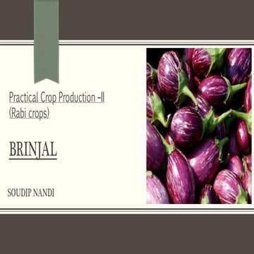 Production Technology Of Brinjal 