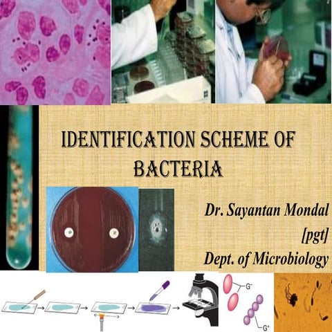identification of bacteria