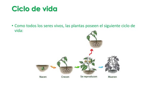 PPT_Ciclo_de_vida_de_las_plantas.pdf