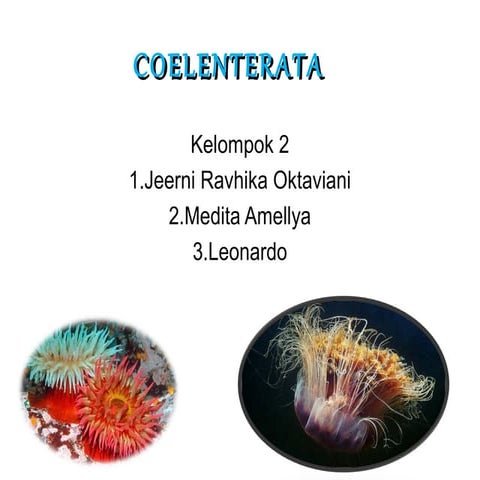 Ppt coelenterata