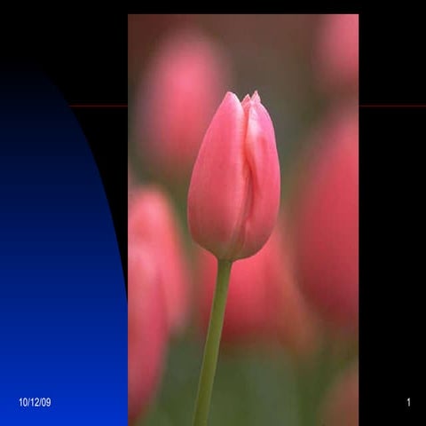 Ppt Fotografía Digital