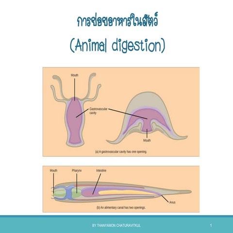 Ppt digestive system