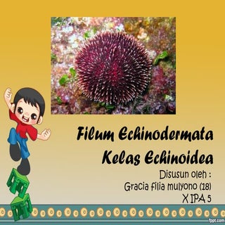 Ppt biologi filum echinodermata kel...