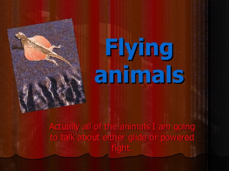 flying animals