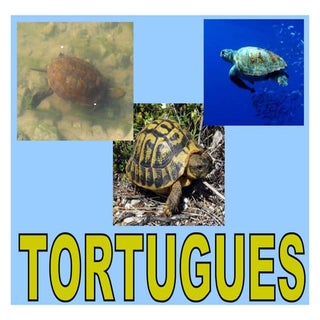 Ppt les tortugues