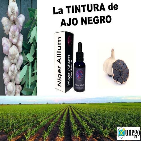 Tintura de Ajo Negro | PPTX