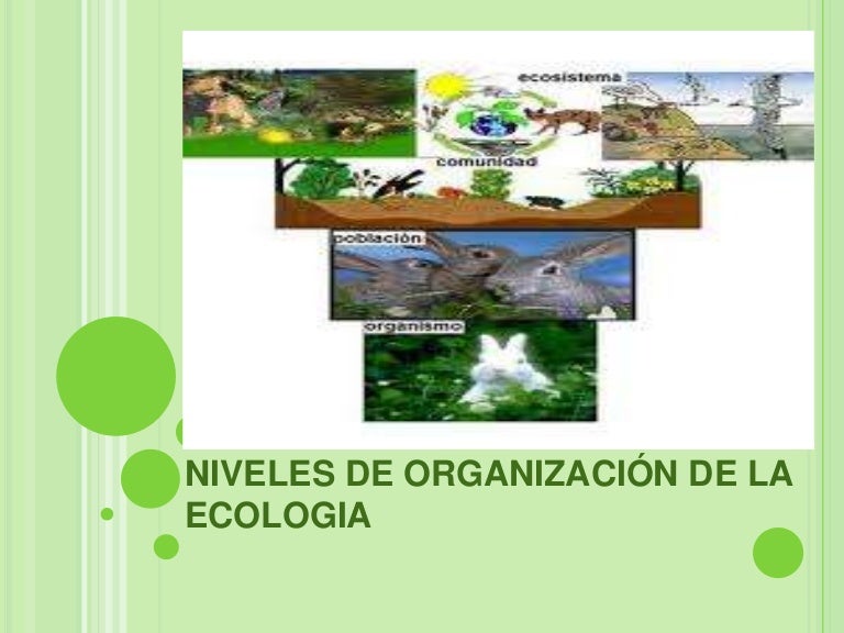 Ppt niveles de organización de los seres vivos.