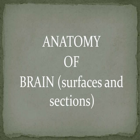 brain sectional anatomy   