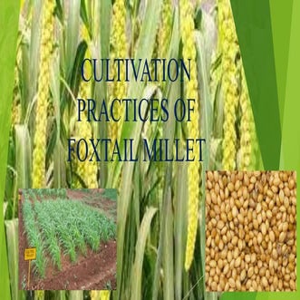 Ppt of foxtail millet. 