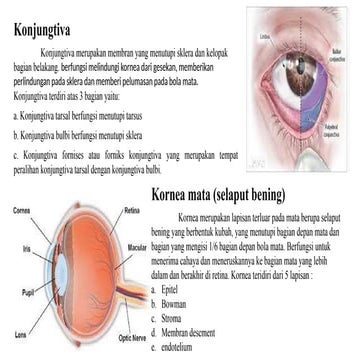 PPT MATERI ORGAN DALAM YANG ADA DI DALAM MATA.pptx