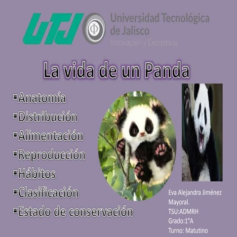 La vida de un Panda | PPTX