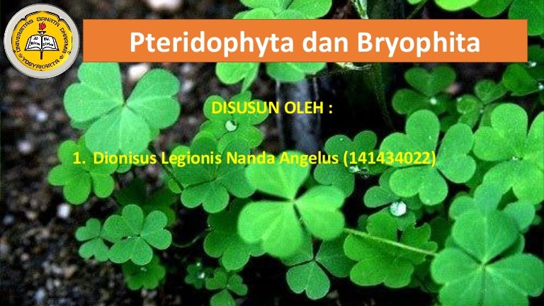 Makalah Tumbuhan Paku Dan Tumbuhan Lumut