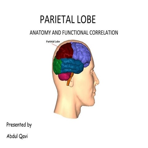 Ppt parietal lobe