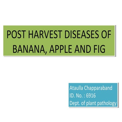  post  harvest diseases of apple banana and fig.pptx [autosaved] ata