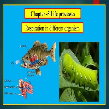 Ppt respiration in plant and organism