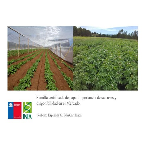 Semilla certificada de papa.
