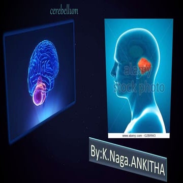  Cerebellum 