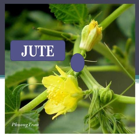 Pract. no. 2 (b) jute floral biology