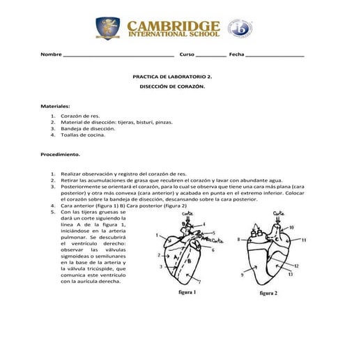 Practica 2. disección de corazón.