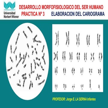 Cariotipo normal anomalias-turner y down | PDF