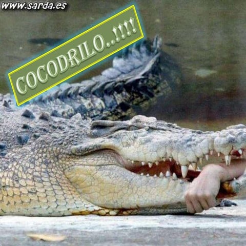 Cocodrilo