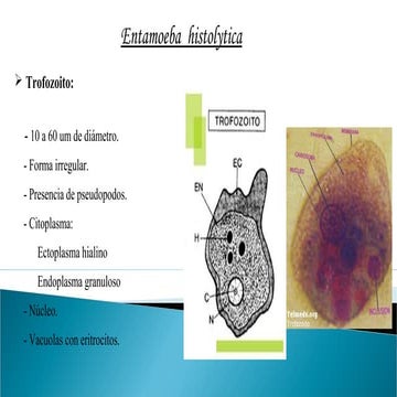 Practica de amebas