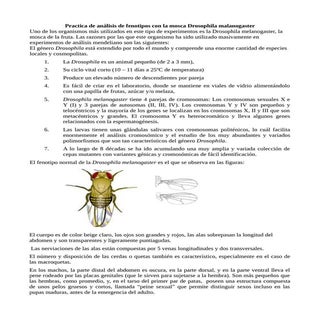 Practica de la mosca de la fruta