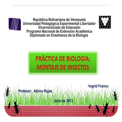 Practica de los insectos | PPT