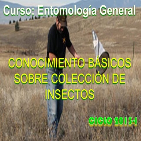 Recolecion, montaje y preservacion de insectos | PDF