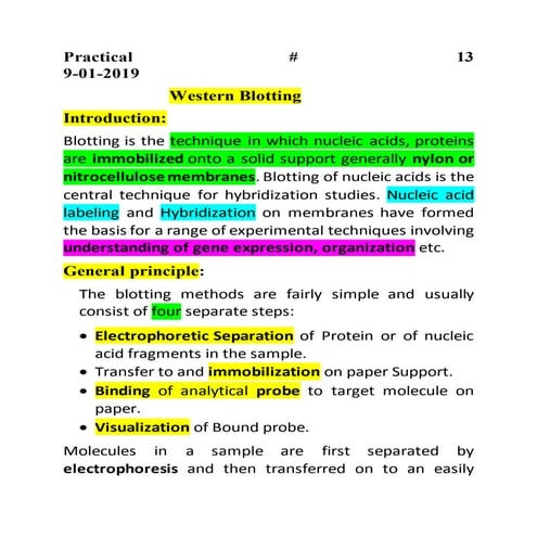 Western Blotting Practical | PDF