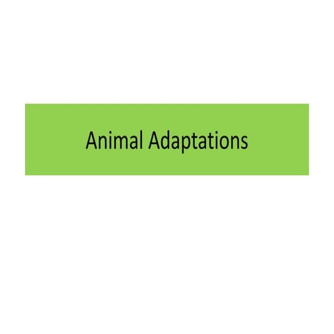 Animal adaptations