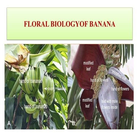 Pract no. 9 (a) floral biology of banana