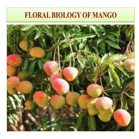 Pract no. 9 (b) floral biology of mango
