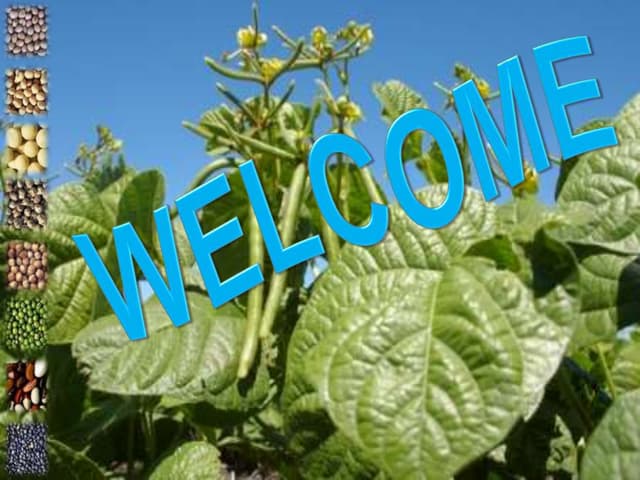 Current status and future prospects of mungbean research in India” 