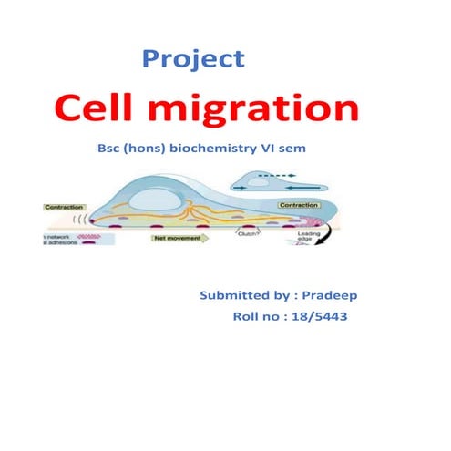 Cell migration
