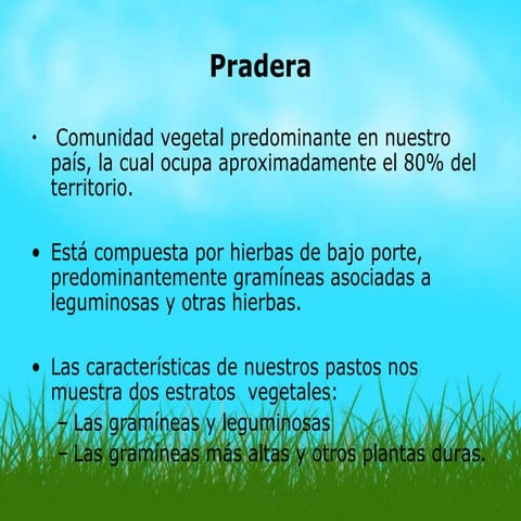 Pradera