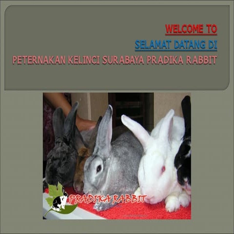 15 Alasan Harus ke Pradika Rabbit