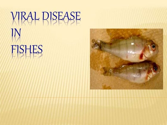 Yellow Head Virus | PPT