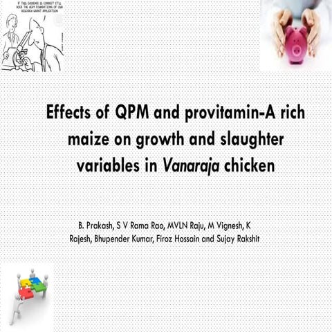 Effects of QPM and PVA maize on chicken