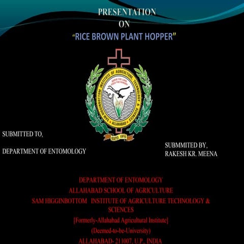 RICE BROWN PLANT HOPPER