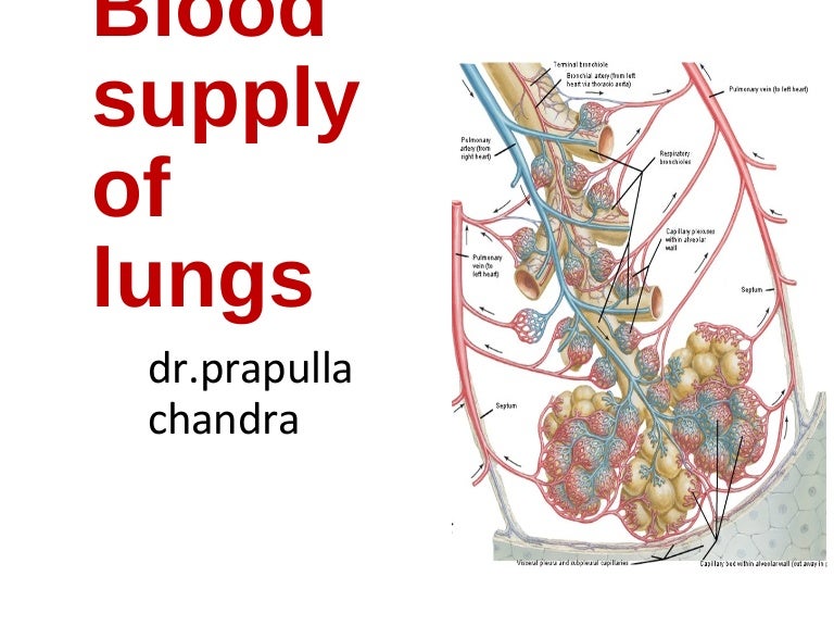 blood supply of lungs
