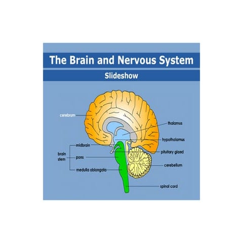 Prarthana Chatterjee Brain structure.pptx.ppt