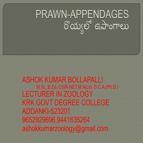 Prawn appendages