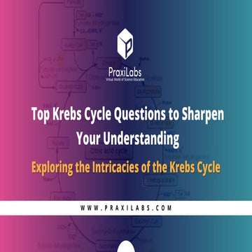 PraxiLabs -Krebs Cycle - PDF Slides (1).pdf