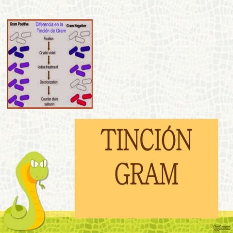 Práctica 7 tinción gram